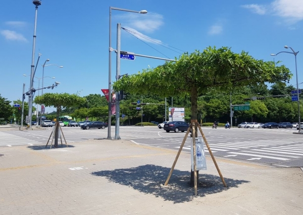 마포구가 최근 햇볕을 피하는 용도로 설치한 친환경 대왕참나무 그늘목
