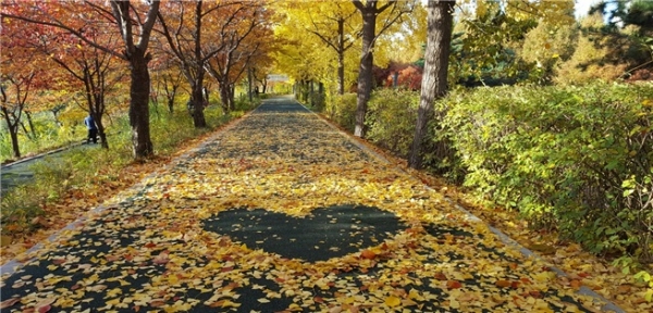 2017년 낙엽의 거리 모습