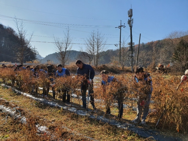 강남구공단 직원들이 소법1리마을과 자매결연식 후 일손돕기 봉사활동을 하고 있다.