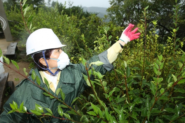 김미경 은평구청장이 봉산 해맞이공원 일대에 발생한 대벌레 퇴치를 위해 직접 방제작업을 실시하고 있다.