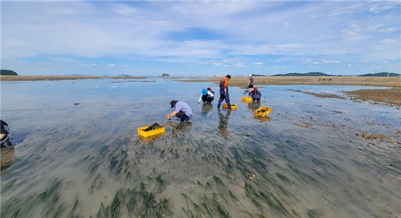 인천시가 블루카본 사업의 일환으로 옹진군 해역에 이산화탄소를 흡수하는 '거머리잘'을 이식하고 있다.