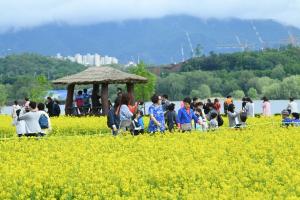 시민의견 따른 구리유채꽃축제 "대박났네"