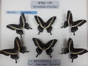 인천 부평구, "이런 나비는 처음이야"