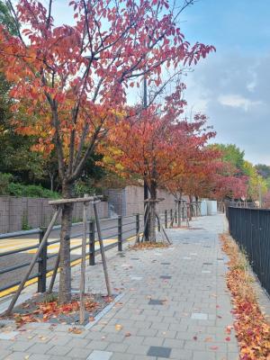 '서울 단풍길 96선'에 새롭게 선정된 성동구 매봉길 산책로