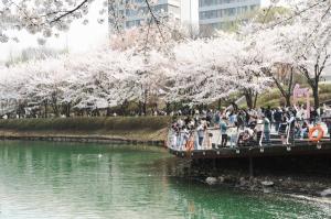 233만명이 다녀간 송파구 ‘아름다운 봄 이야기, 호수의 봄 축제’