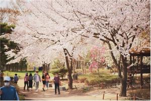 인천대공원 벚꽃축제, 4월6~7일